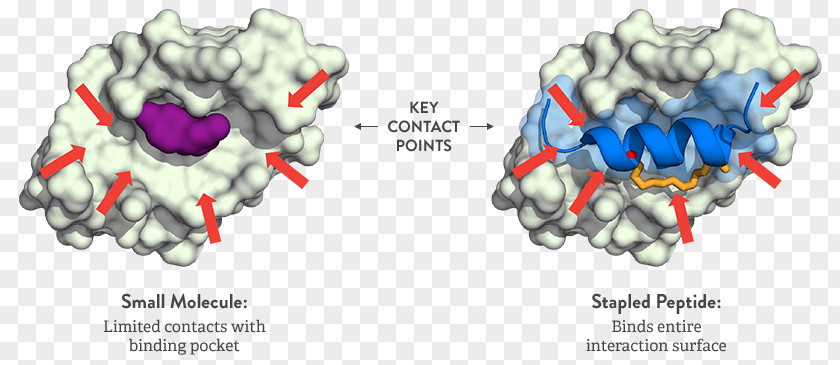 Stapled Peptide Small Molecule Protein–protein Interaction PNG