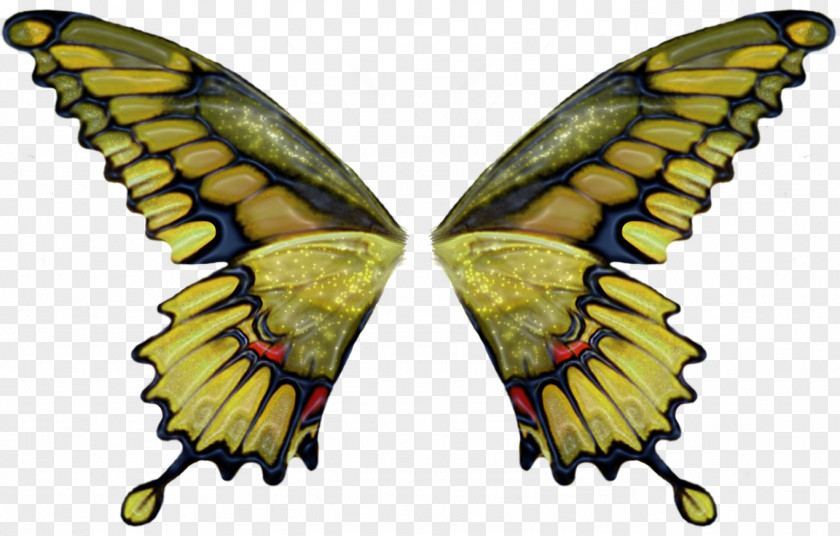Angel Wing Butterfly Brush PNG