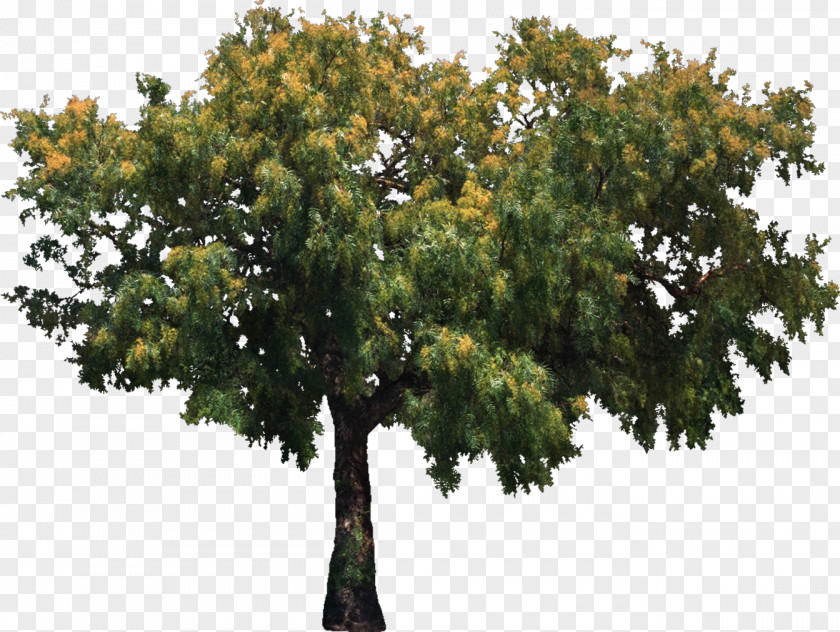 Bushes Tree Clip Art PNG