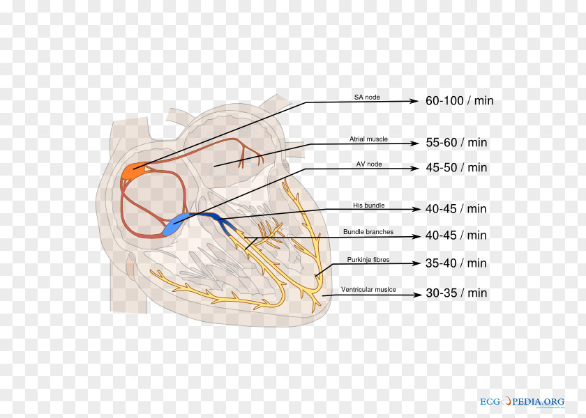 Heart Atrioventricular Node Electrocardiography Sinoatrial Right Bundle Branch Block Cardiology PNG