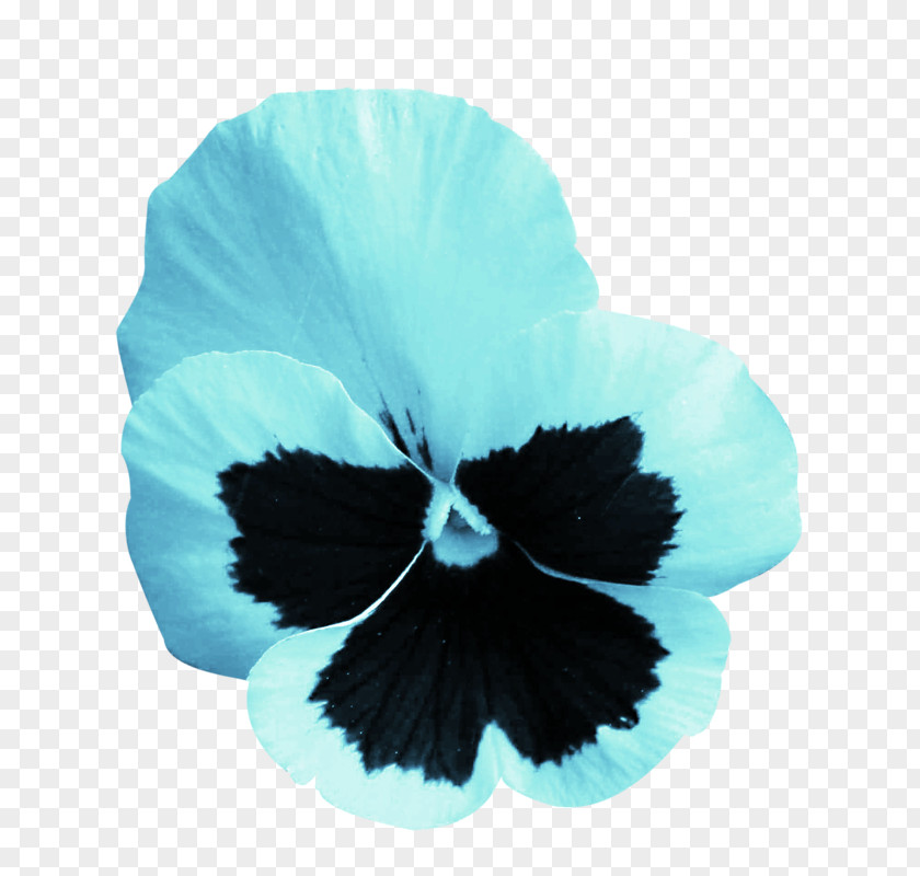 Pansy Rosemallows Turquoise PNG