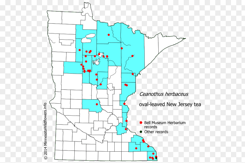 Petal Shaped Minnesota Ceanothus Herbaceus Americanus Tea Map PNG