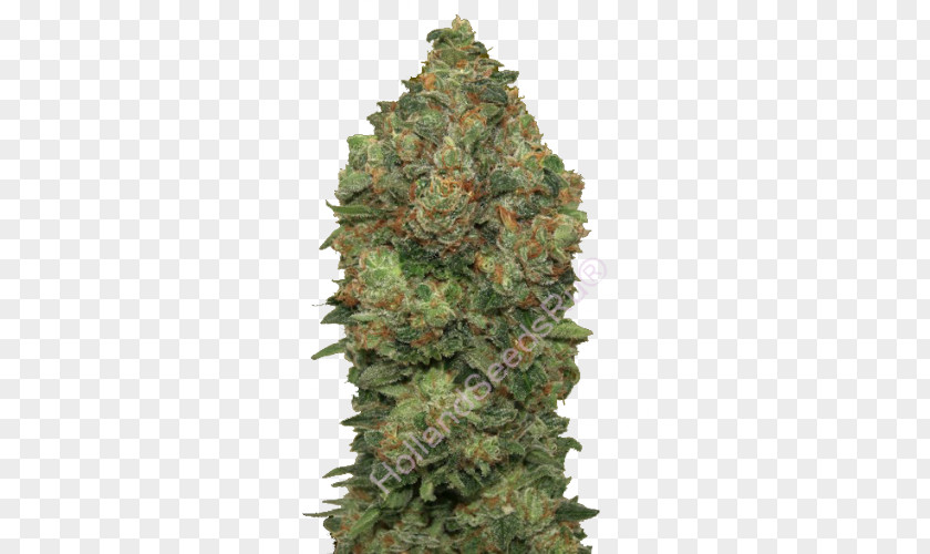 Cannabis Autoflowering Cultivation Seed Cannabidiol PNG