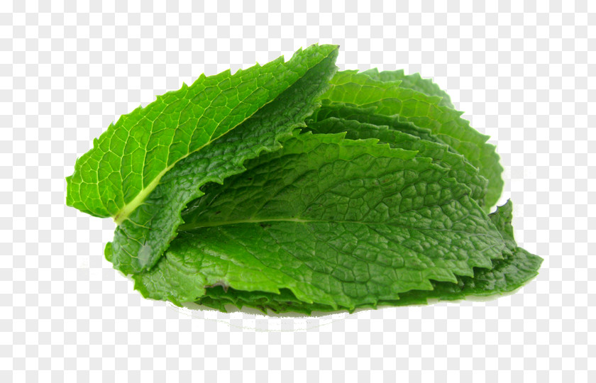 Peppermint Mentha Spicata Water Mint Herb Flavor PNG