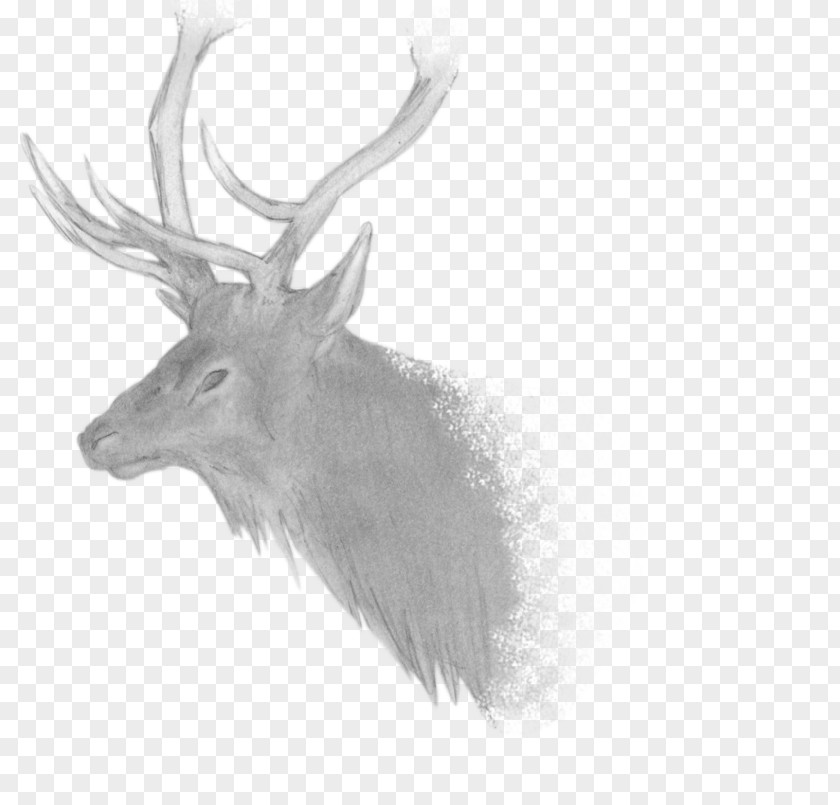 Reindeer Elk Antler Fauna Black PNG