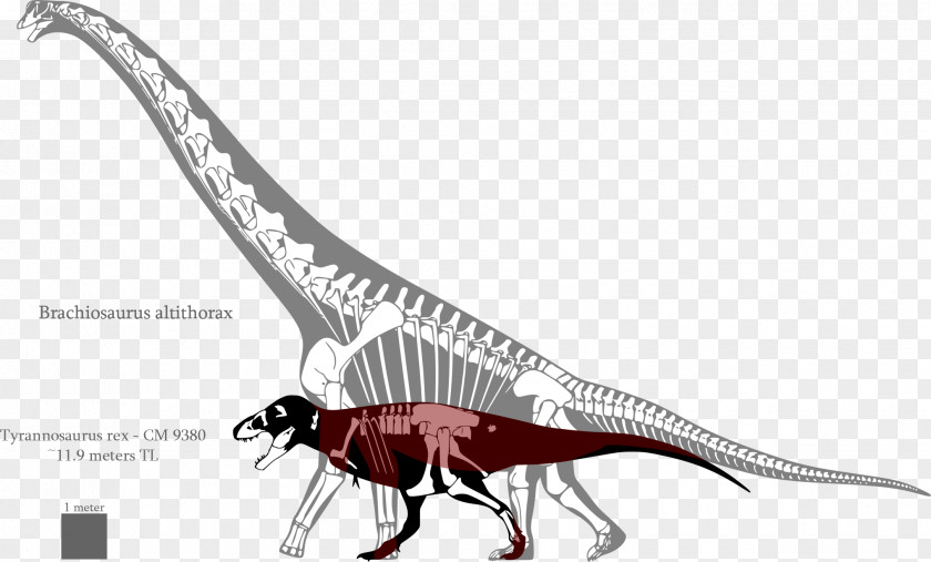 Tyrannosaurus Giraffatitan Brachiosaurus Deinonychus Lusotitan PNG