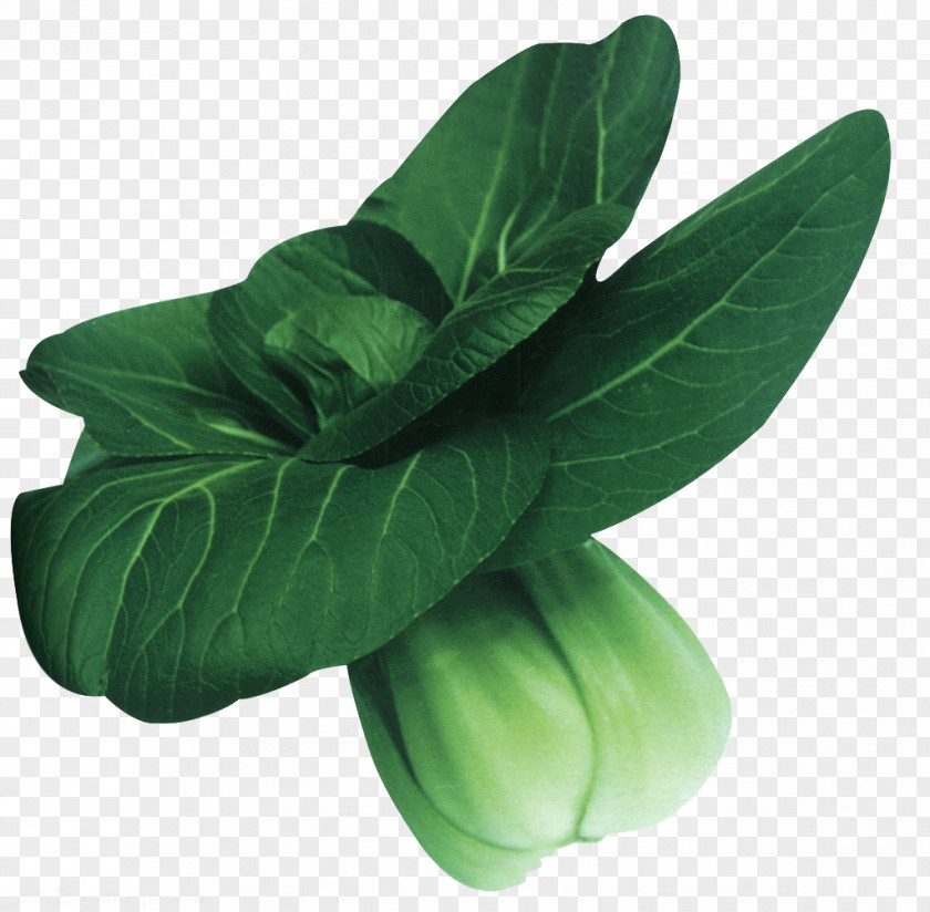 A Cabbage Komatsuna Napa Bok Choy Vegetable PNG