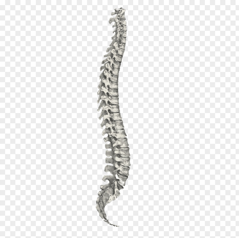 Back Care Human Skeleton Body Anatomy Bone PNG