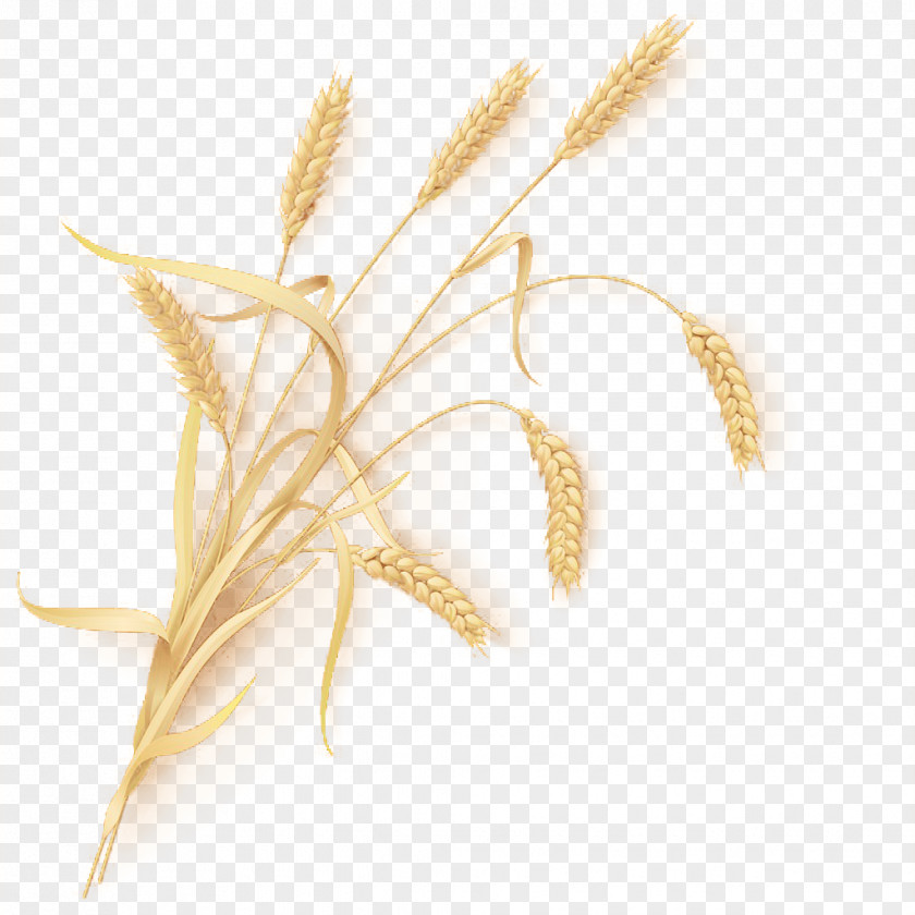 Bunch Of Wheat Beer Emmer Common Sheaf PNG