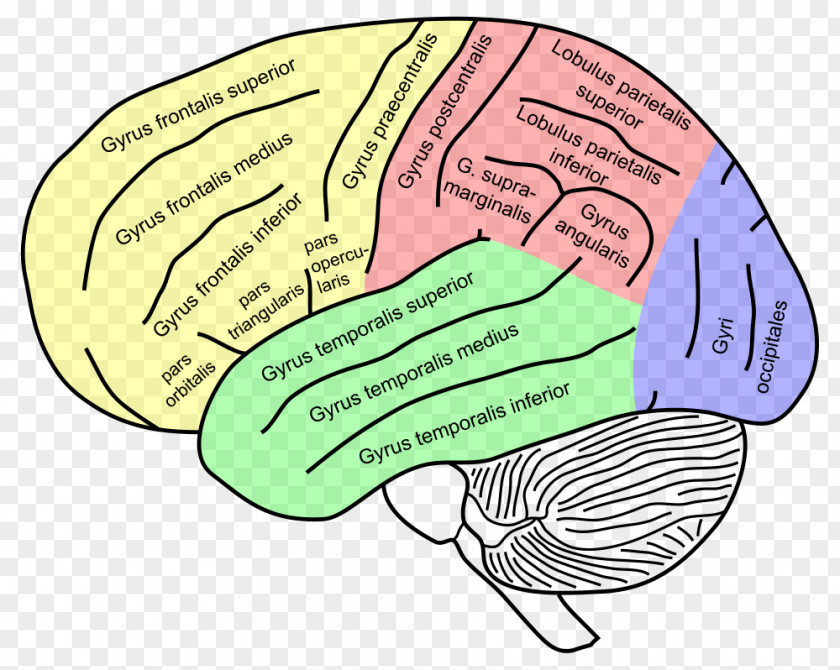 Colored Brain Inferior Frontal Gyrus Superior Middle Lobe PNG