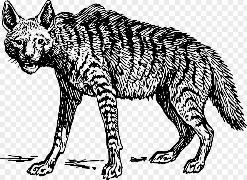 Drawing Animals Striped Hyena Spotted Clip Art PNG