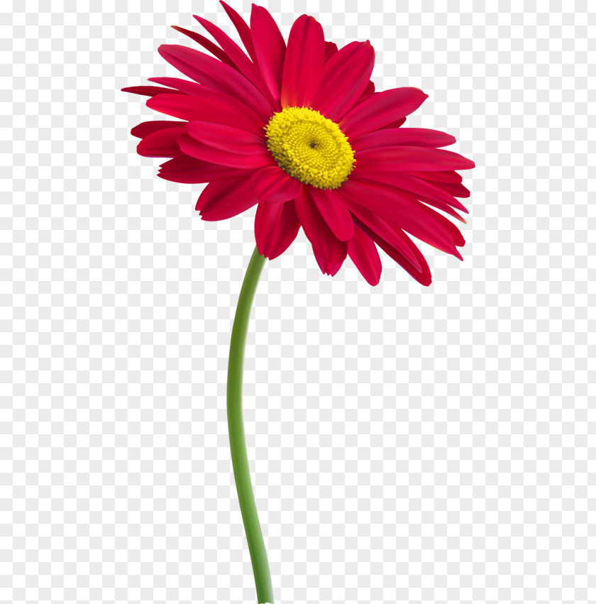 Flower Plant Stem Cut Flowers Clip Art PNG