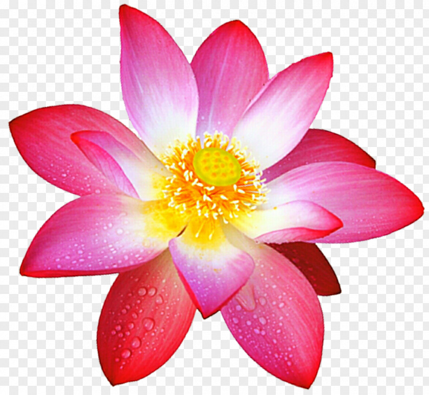 Flower Sacred Lotus DeviantArt Painting PNG
