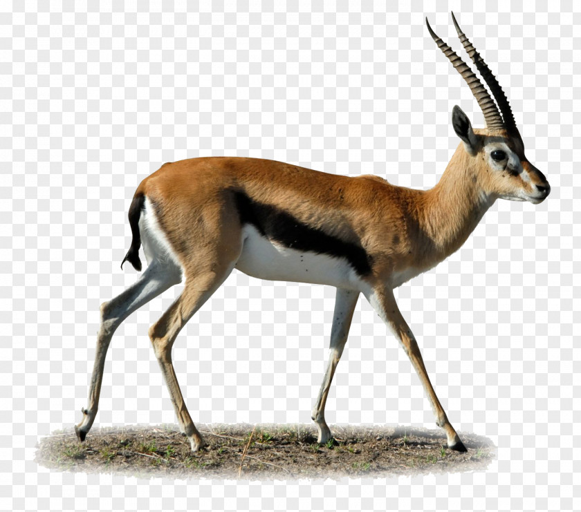 Gazelle Clipart Impala Dorcas Antelope Clip Art PNG