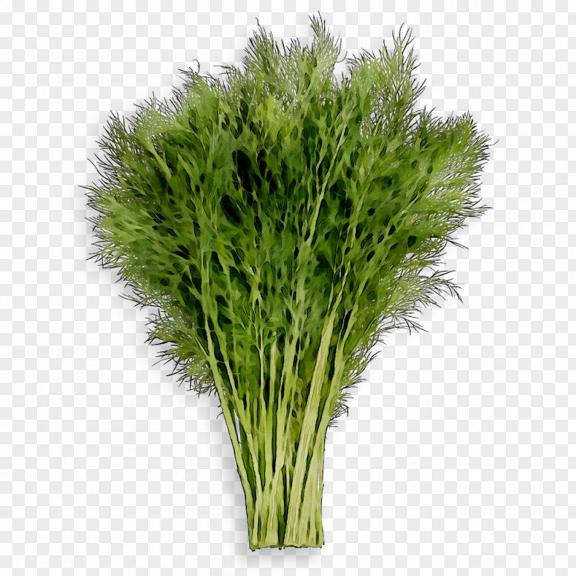 Greens Fennel Herb Commodity Grasses PNG