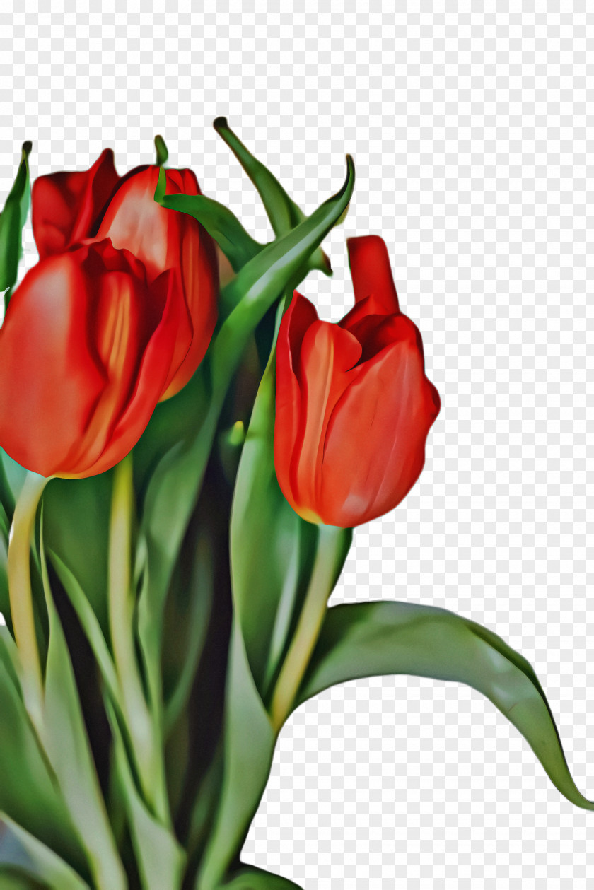 Lily Family Plant Flowers Background PNG