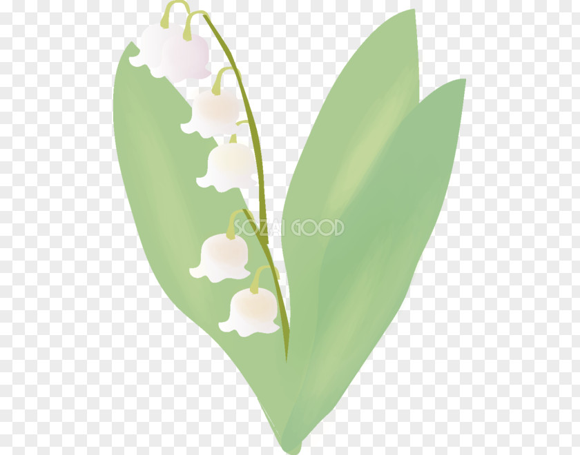 Lily Of The Valley Grass Poster PNG