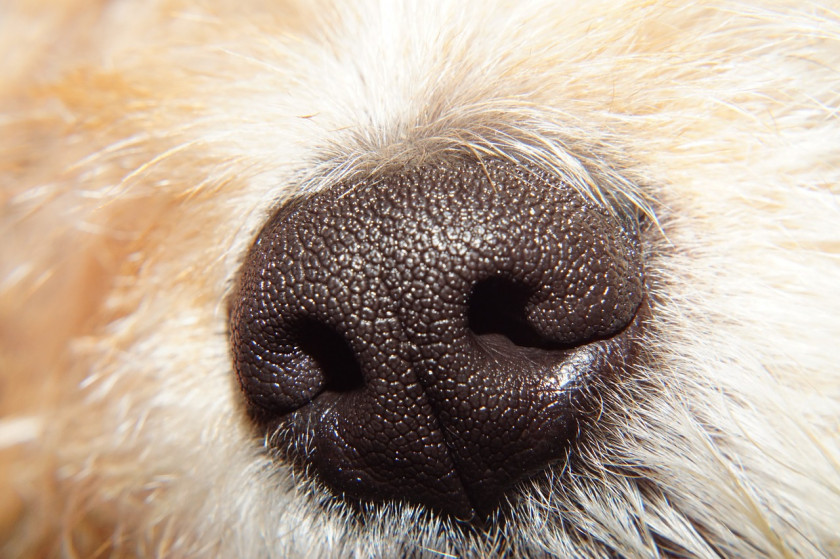 Nose Dachshund Yorkshire Terrier Cat Snout Odor PNG