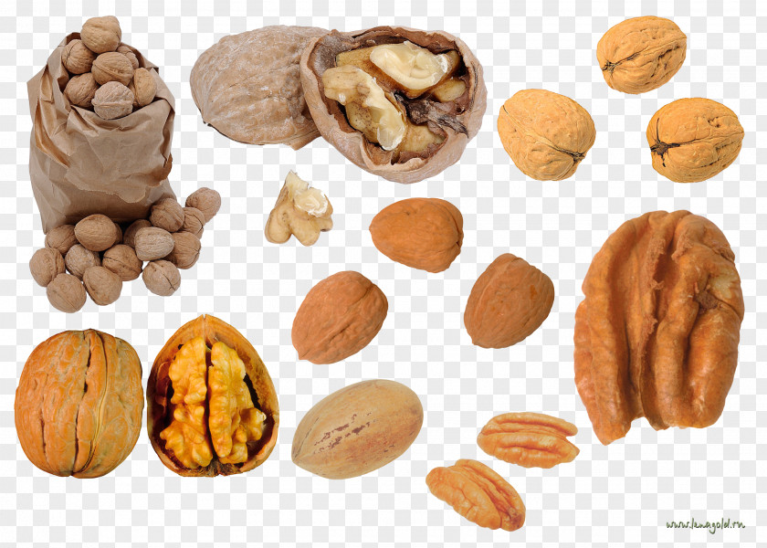Walnut Dried Fruit Auglis Clip Art PNG