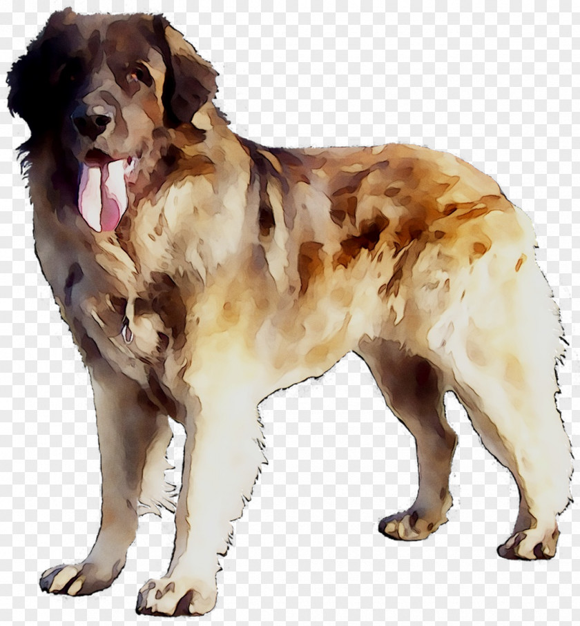 Ancient Dog Breeds Moscow Watchdog Companion PNG