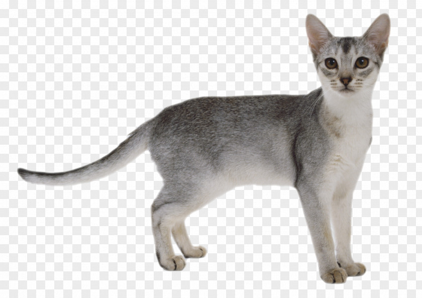 Cat Transparent Abyssinian Kitten PNG