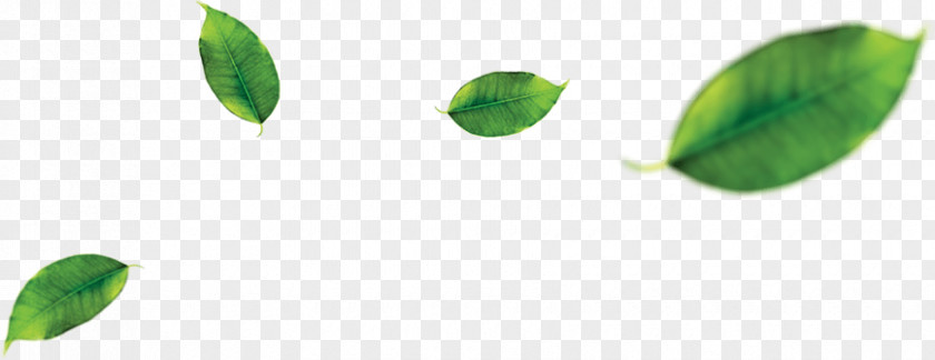 Green Tea Matcha Leaf PNG