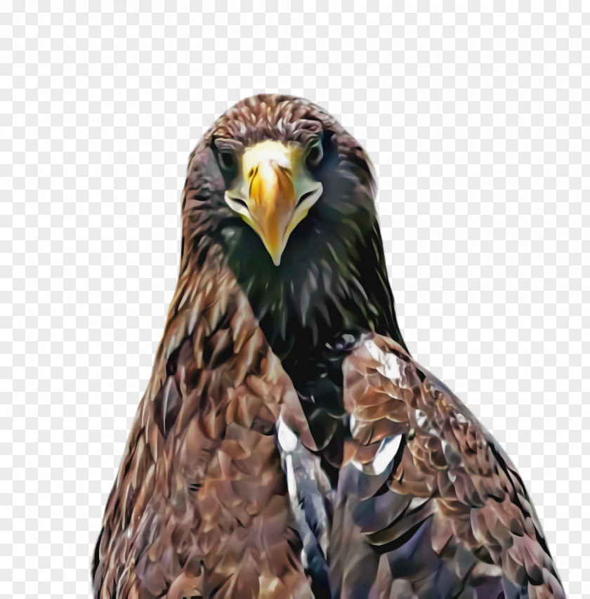 Hawk Kite Bird Of Prey Eagle Accipitridae Beak PNG