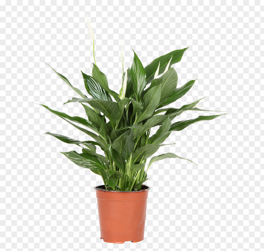 Herb Grass White Lily Flower PNG