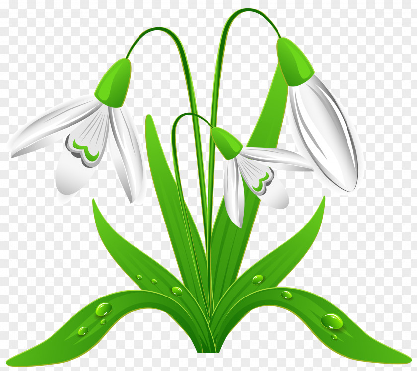 Spring Crocus Vernus Snowdrop Clip Art PNG