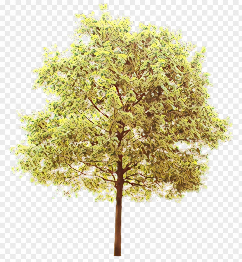 Swamp Birch Plant Stem Family Tree Background PNG