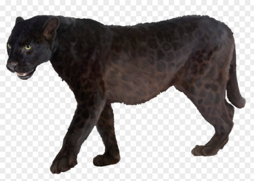 Black Panther Leopard Jaguar Stock Photography PNG