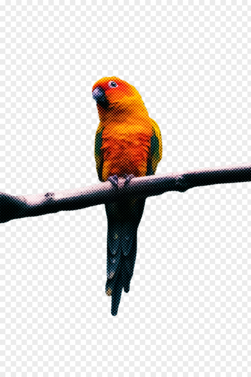 Budgie Lorikeet Bird Parrot PNG