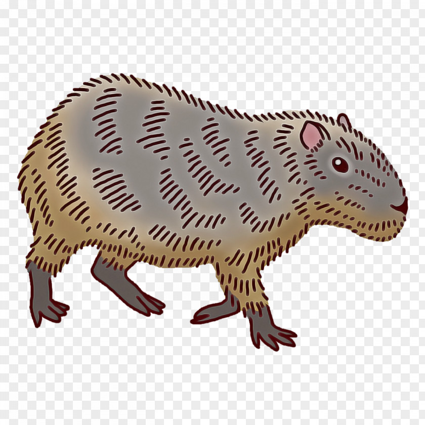 Drawing Cartoon Rat Computer Mouse Beaver PNG