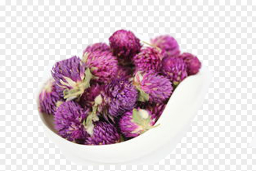 Purple Tea Flowering Globe Amaranth Herbal PNG