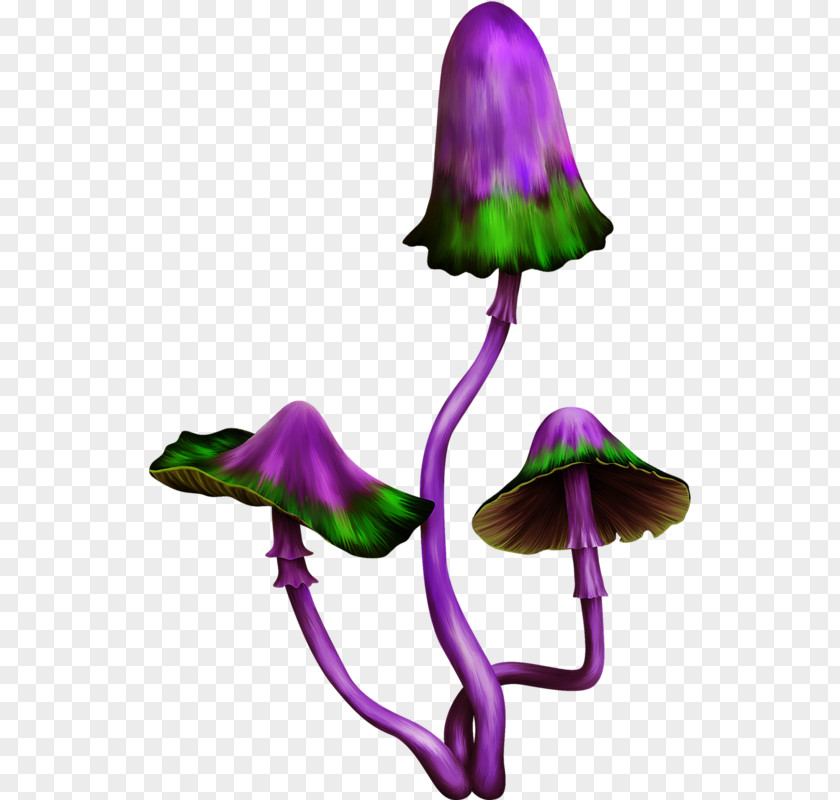 Several Mushrooms Purple Mushroom Clip Art PNG