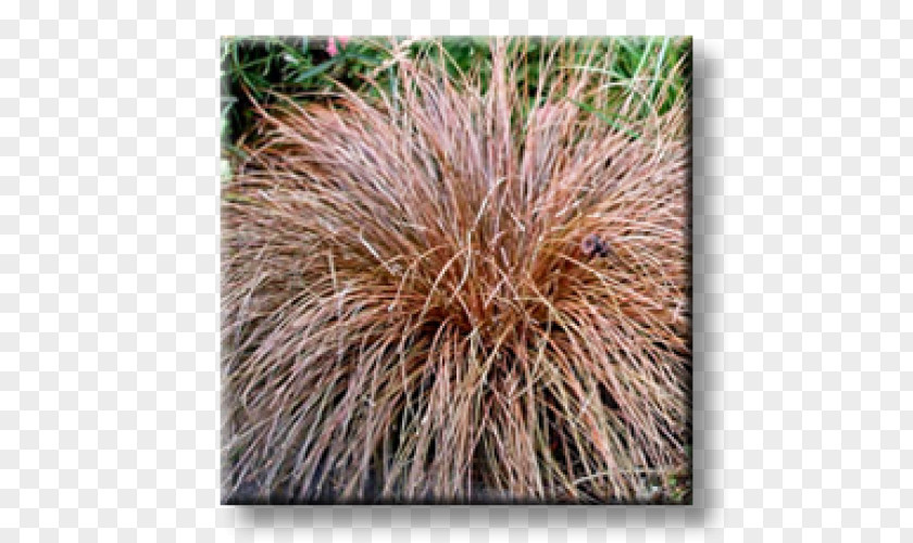 Grass Sedges Buchanan's Sedge Carex Tricolor Comans PNG