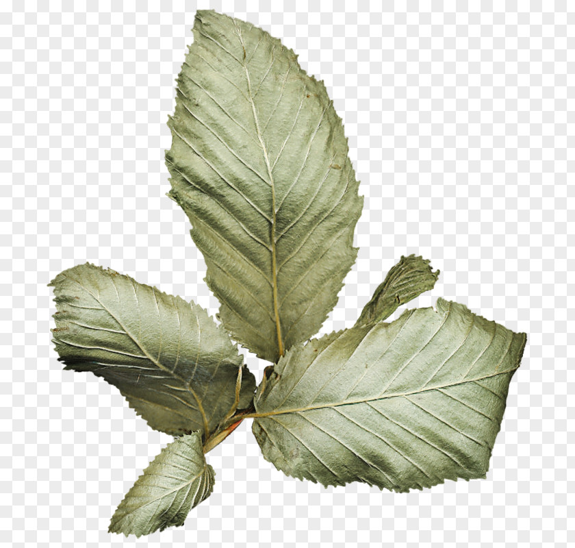 Leaf Herb PNG
