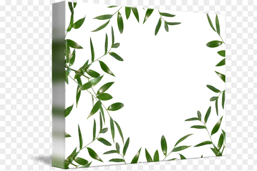 Leaf Twig Plant Stem Picture Frames PNG