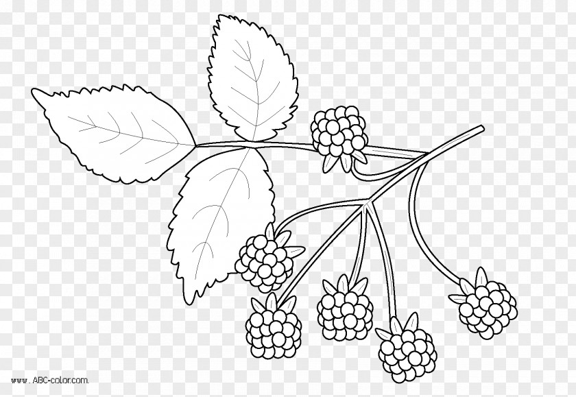 Plants Drawing Line Art Coloring Book Image PNG