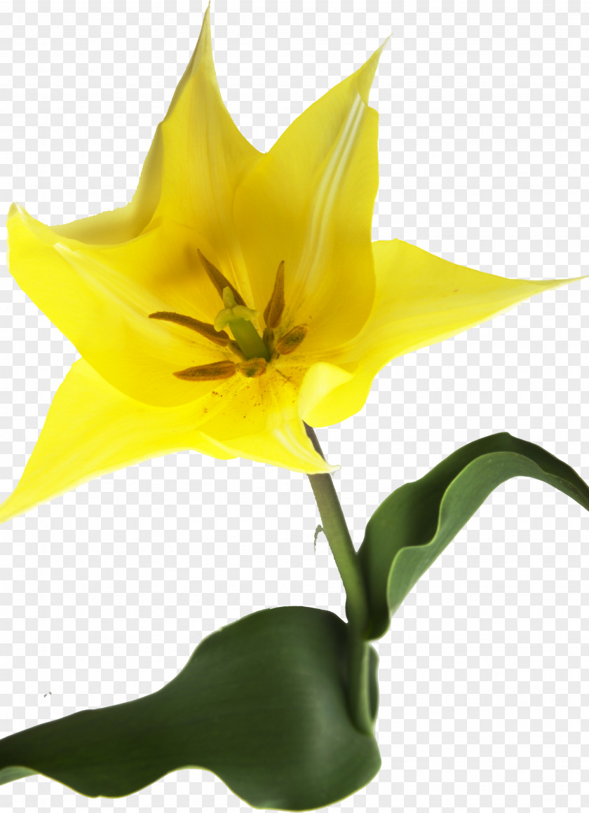 Tulip Plant Stem Still Life Photography Cut Flowers PNG