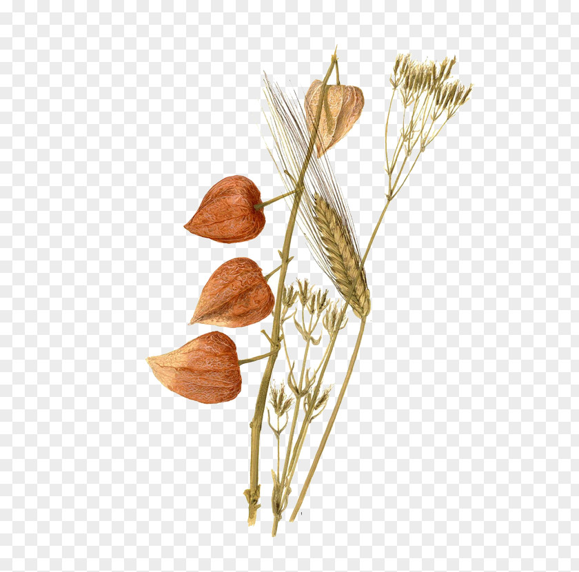 Wheat Watercolor Painting Still Life Painter PNG