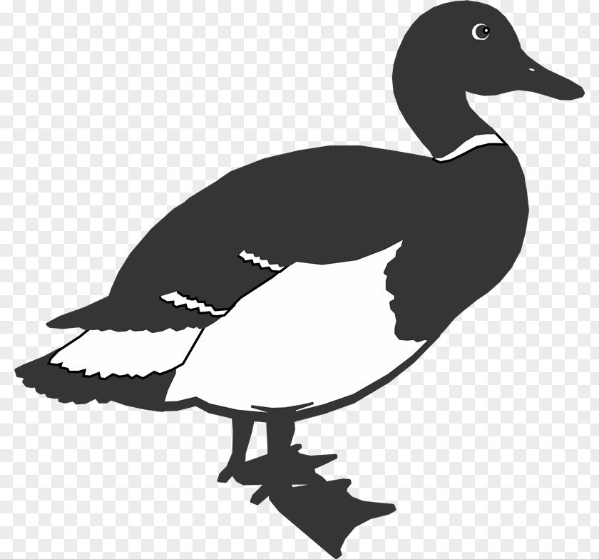 Cr Duck Goose Bird Vector Space PNG