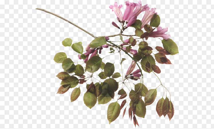 Flower Blog Internet PNG