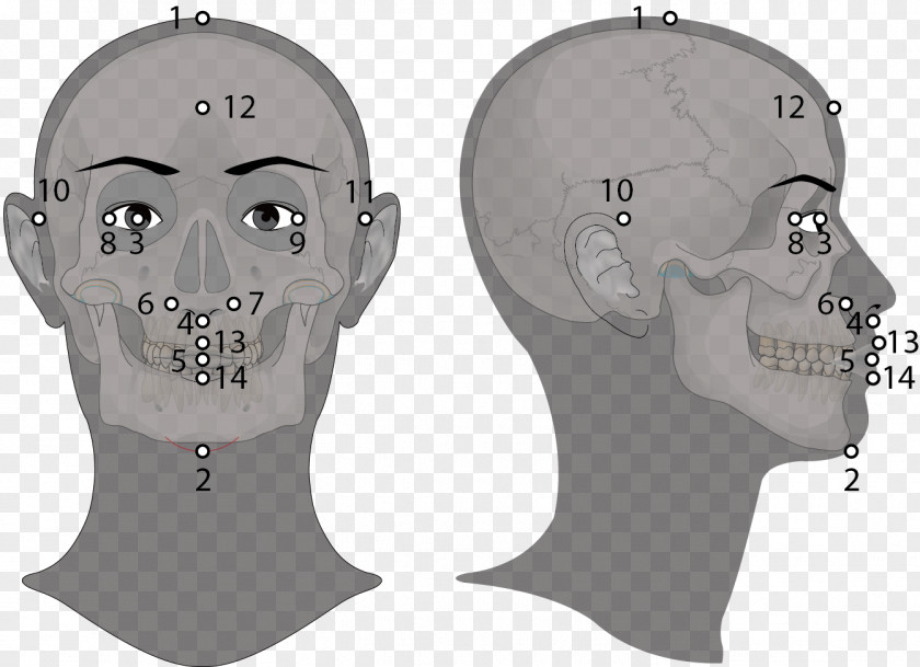 Golden Ratio Face Jaw Skull Headgear PNG