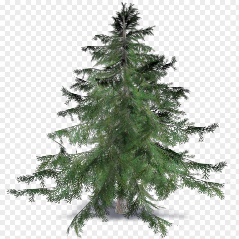 Needle Spruce Fir Pine Cedrus Brevifolia Larch PNG
