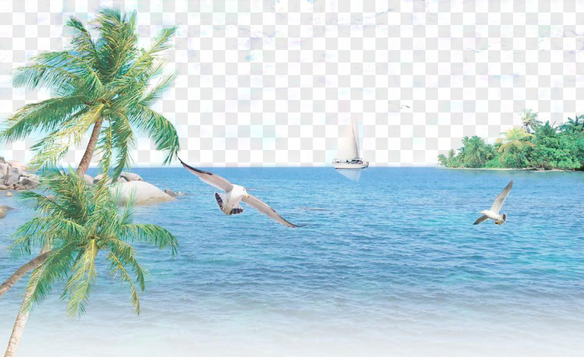 Sea Blue Sky Tree Coconut PNG