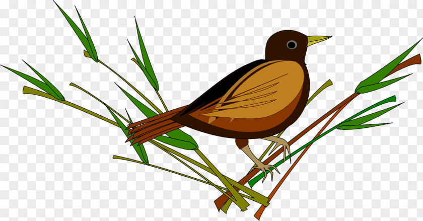 Sparrow Bird In The Tree PNG