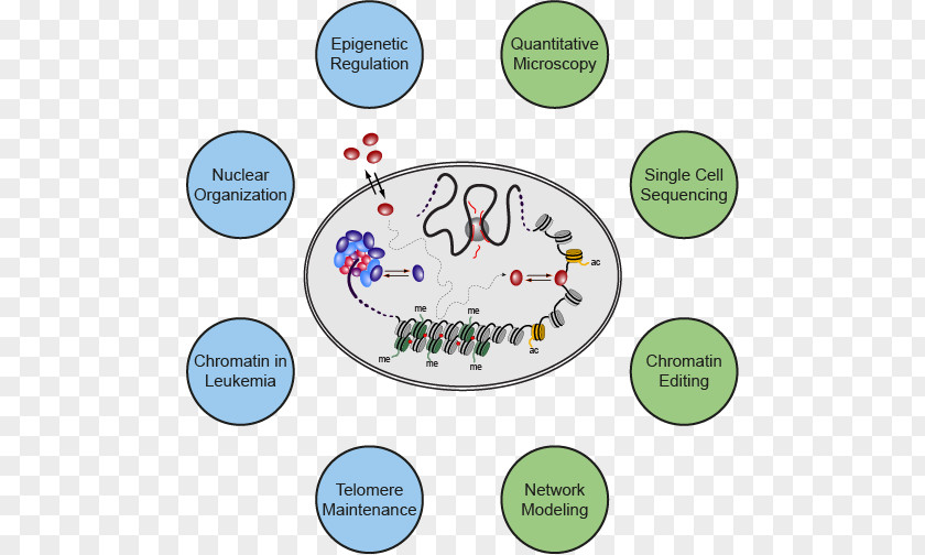 Chromatin Research Organism Human Behavior PNG