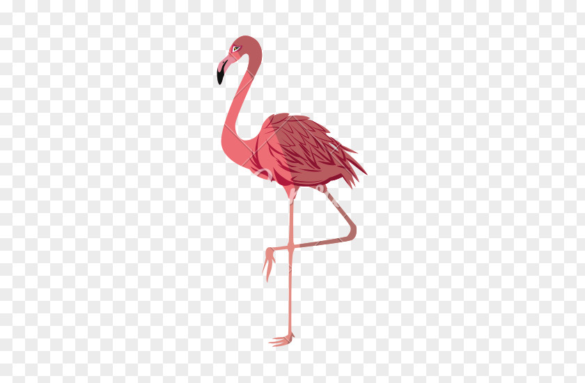 Flamingo Royalty-free Photography PNG
