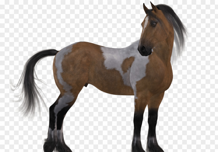 Mustang Horse Stallion Foal Pony PNG